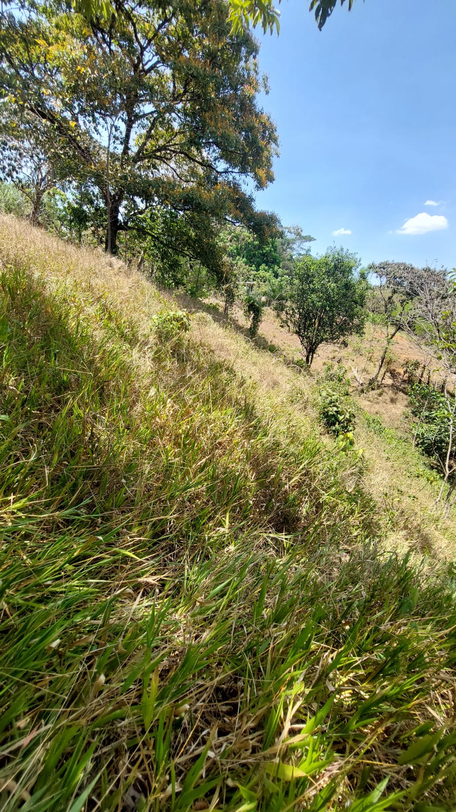 Lote en tebario de Maríato