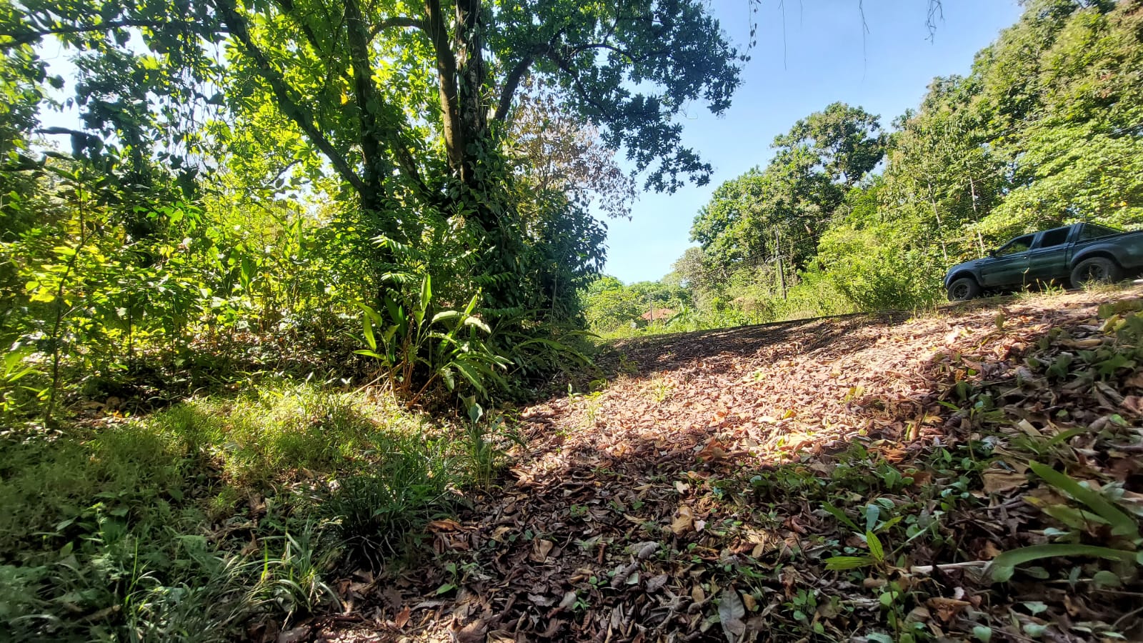 Lote en mata oscura